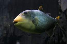 Masked Triggerfish  