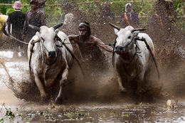 The Pacu Jawi 