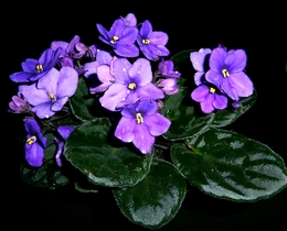 violetas 