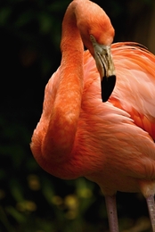 Flamingo. 