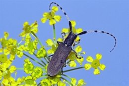 Longhorn Beetle 
