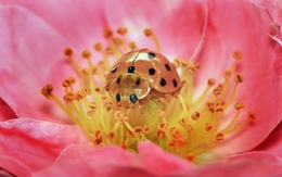 Bug in Pink 