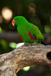 The Green Bird 