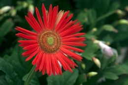 Gerbera 