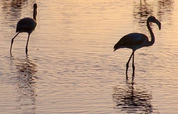 Flamingos 