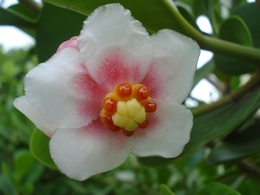Clusia, delicada flor ornamental. 