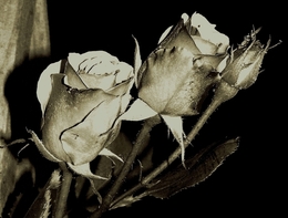 São rosas simplesmente ___ 