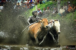 cow racing 