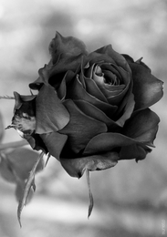 Dark Rose 