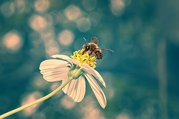 ☼ Honey Bee ☼ 