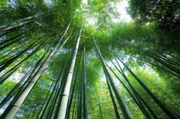 bamboo 