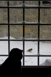 Minou, the snow and the sparrow 