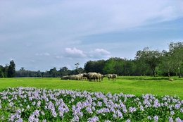 Green Prairies 