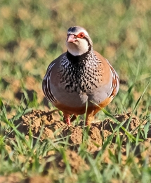 A PERDIZ, UMA DAS AVES MAIS BELAS 