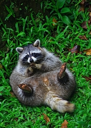 Cute Raccoon 