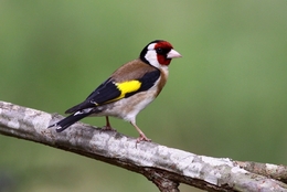 PINTASSILGO- Carduelis  Carduelis 