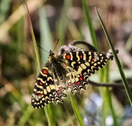 ZERYNTHIA RUMINA, (LINNAEUS 1758) 