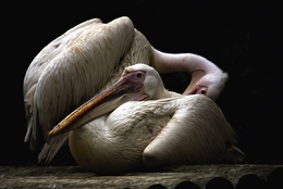Pelicanos_  