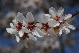 Flores de amendoeira. 