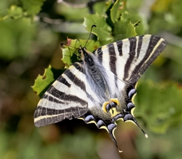 IPHICLIDES FEISTHAMELLI-Família Papillionidae 