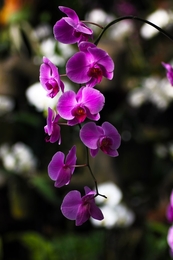 Purple Orchid 