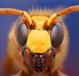 angry bee 