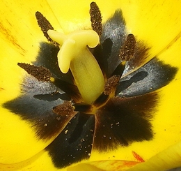 Essência da Tulipa 