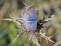 LAMPIDES BOETICUS, Família das LYCAENIDAE 