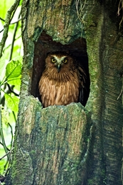 The Owl 
