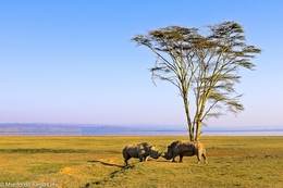 Os rinocerontes, uma briga e a paisagem 