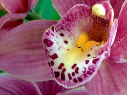 a bela orquídea 