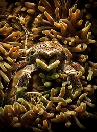 anemone crab 