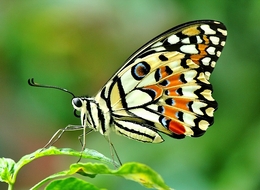 Papilio Demoleus #1 