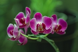 Purple Orchid 