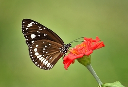 Common Crow Butterfly 