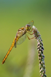 Dragonfly 