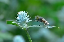 reach the flowers 