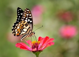 Papilio Demoleus #2 
