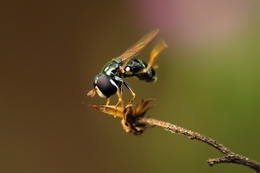 Gymnastic Hoverfly 