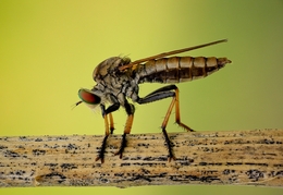 Robberfly 