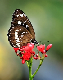 Common Crow Butterfly #2 