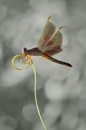 a dragonfly on the twirl 