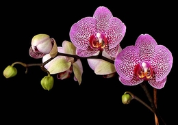 orquídeas 