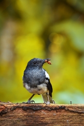 humming bird is eating 