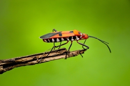 Bug 