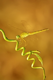 dragonfly world 