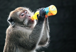 Thirsty Monkey 