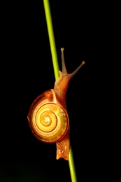 Molusca Gastropoda 