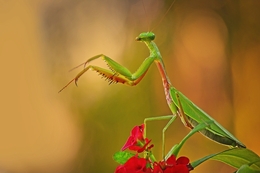 mantis standing 