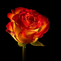 Colourful Rose 
